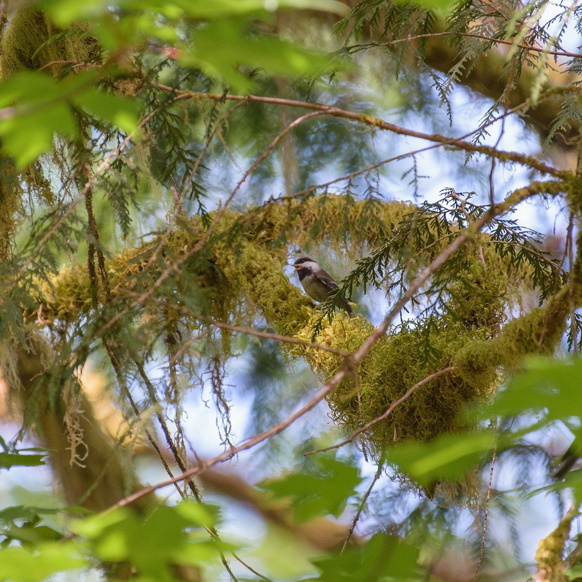 Chestnut-backed Chickadee - ML592453411