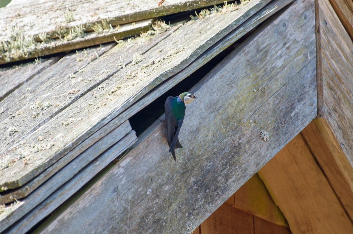 Violet-green Swallow - ML592453451