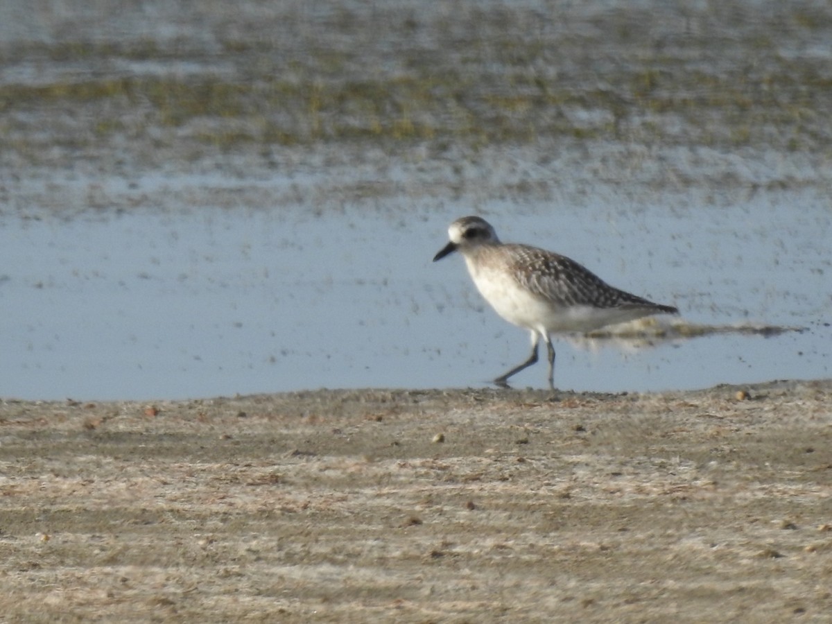 Black-bellied Plover - Durmuş Konar