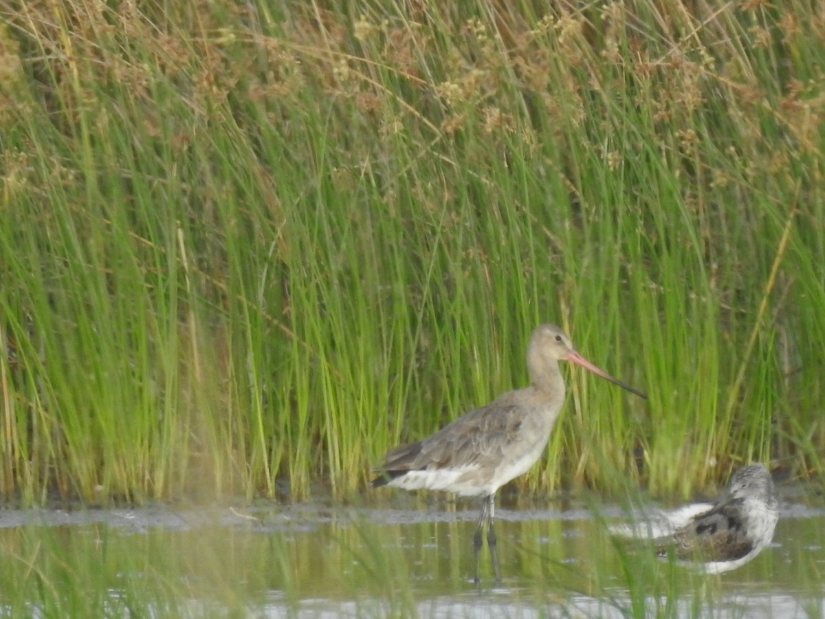 Black-tailed Godwit - ML592453901