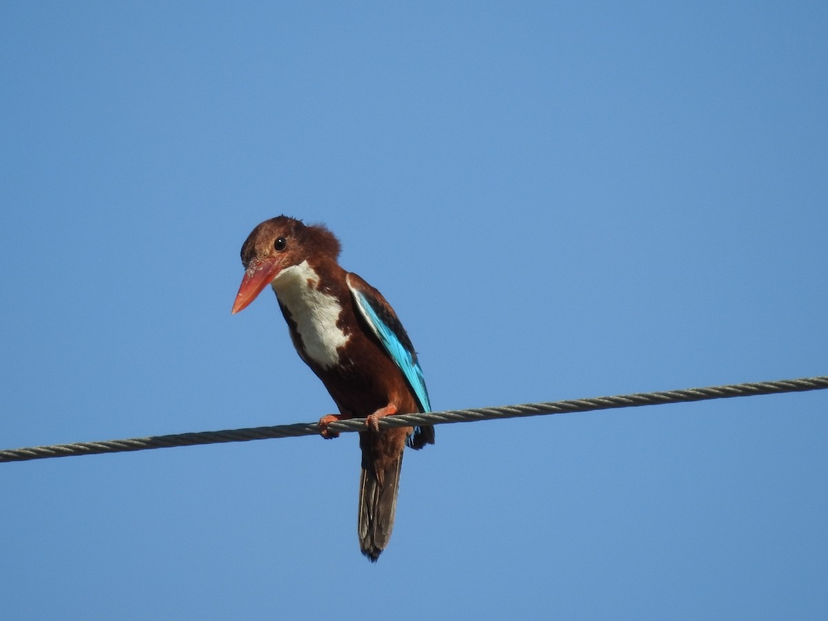 White-throated Kingfisher - ML592453931