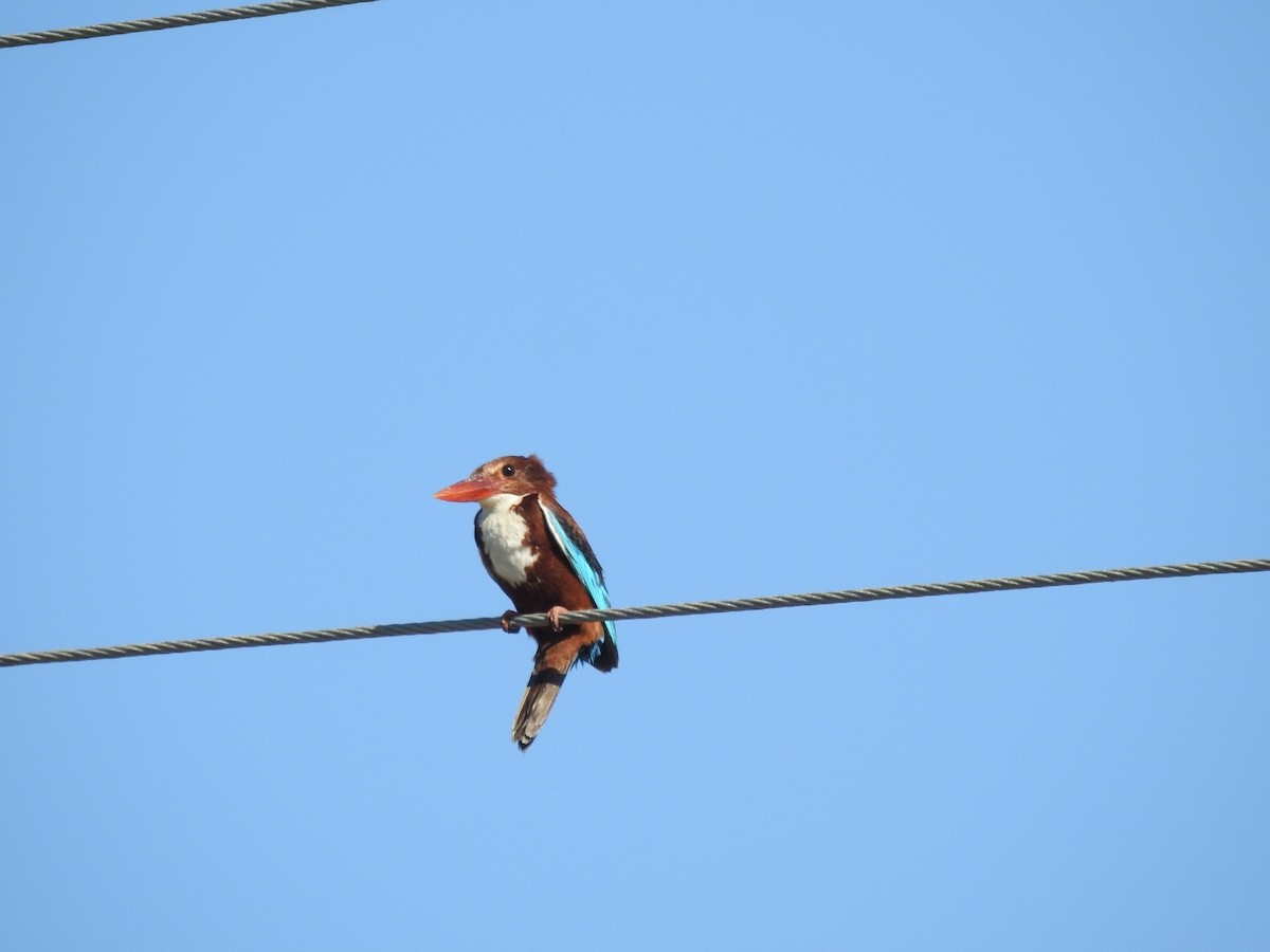 White-throated Kingfisher - ML592453941