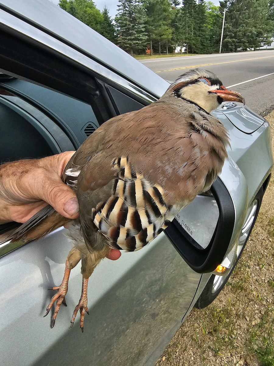 Chukar - ML592454391