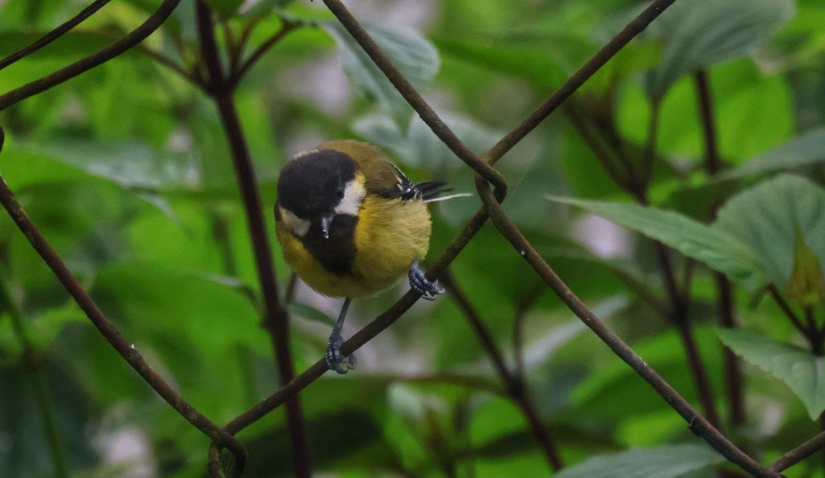 Green-backed Tit - ML592455171
