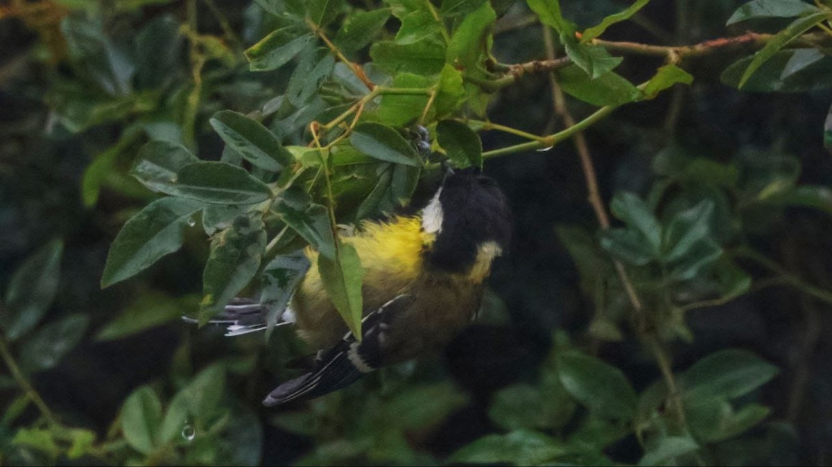 Green-backed Tit - ML592455181