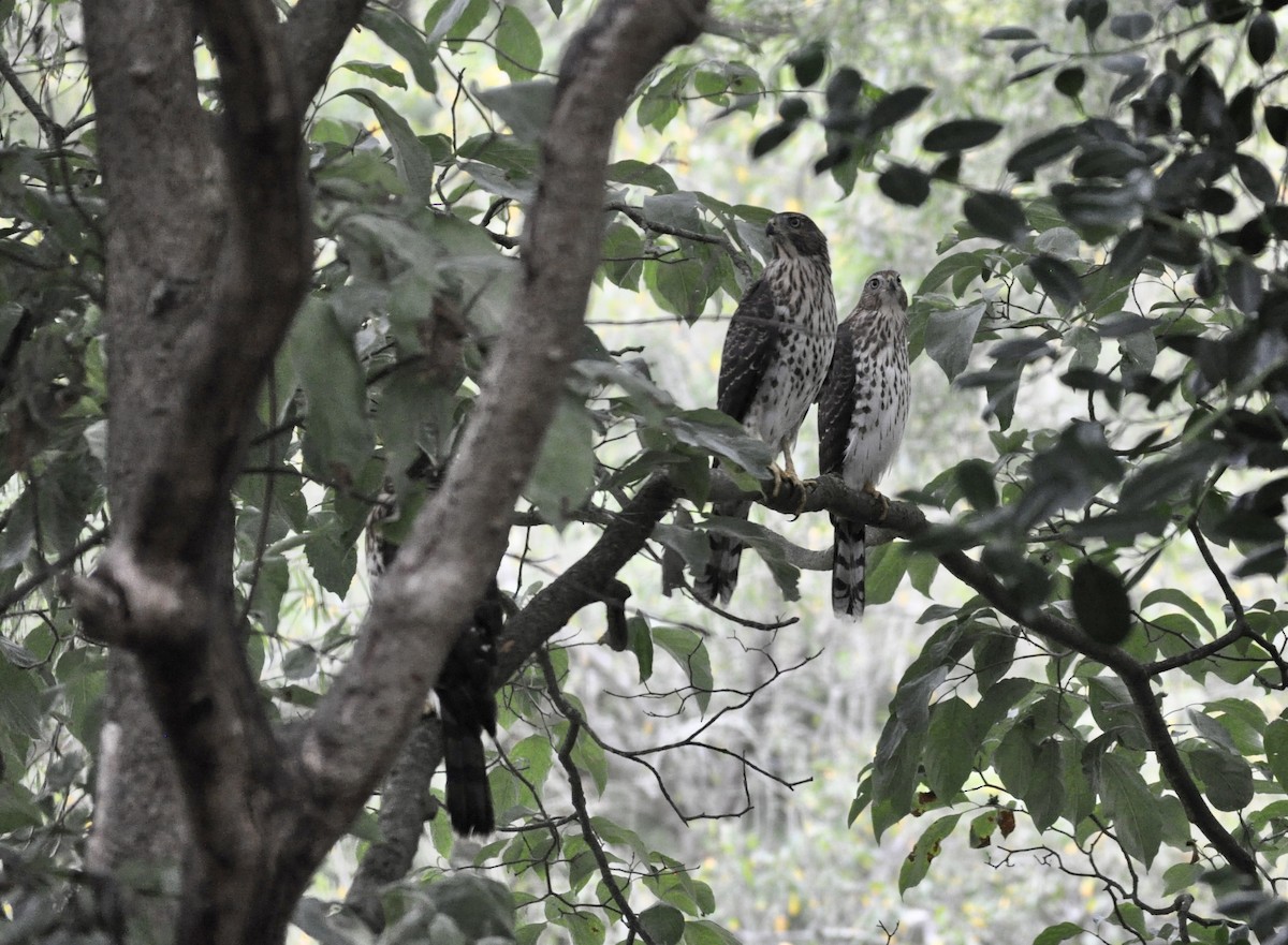 Cooper's Hawk - ML592455241