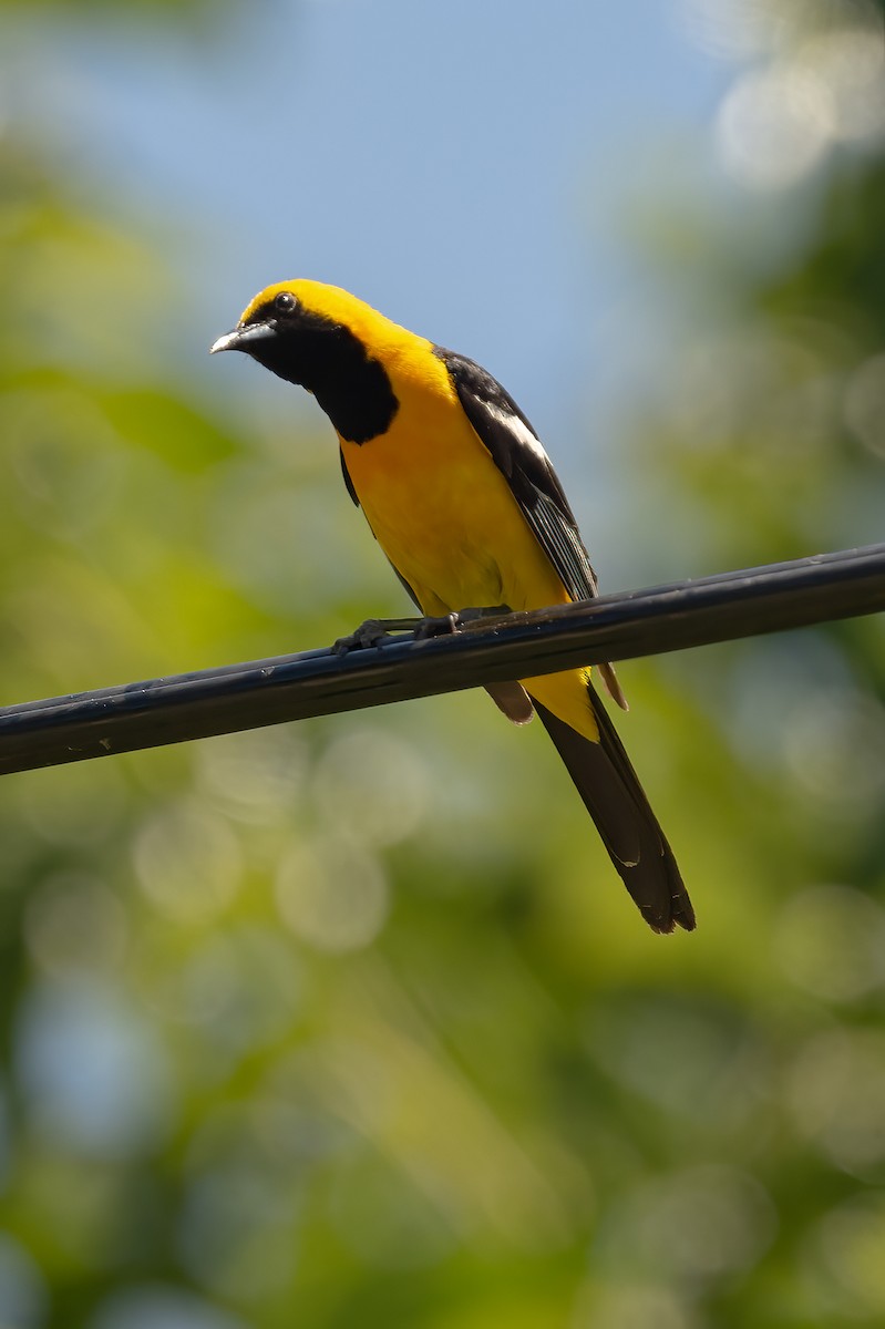 Hooded Oriole - Karen Wilkinson