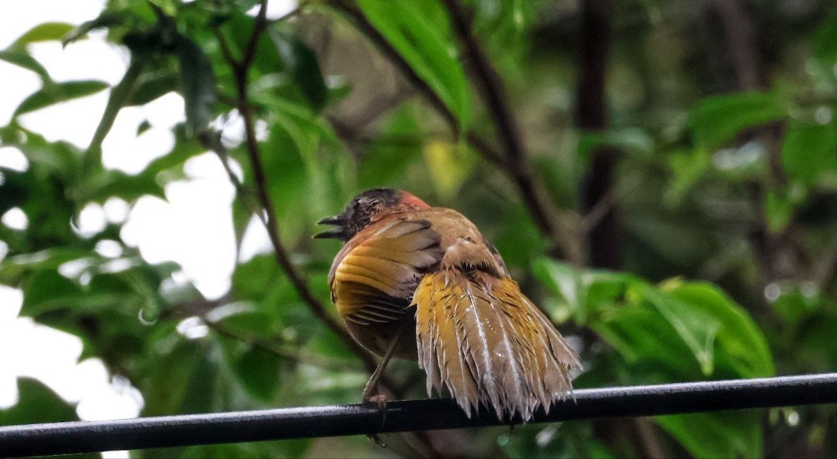 Chestnut-crowned Laughingthrush - ML592455291
