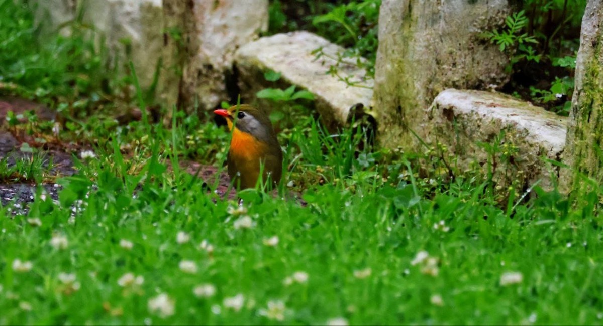 Red-billed Leiothrix - ML592455391