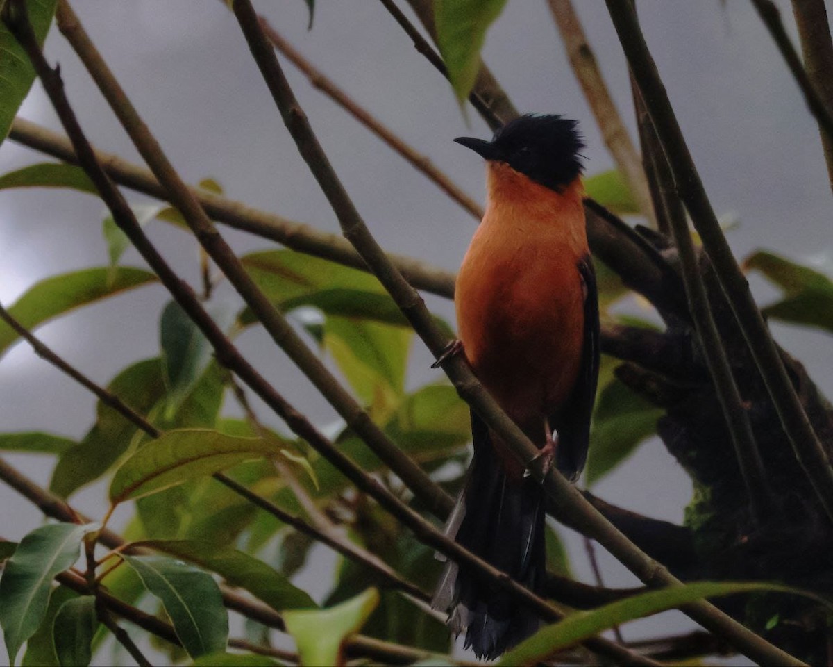 Rufous Sibia - Paramita Bhattacharyya