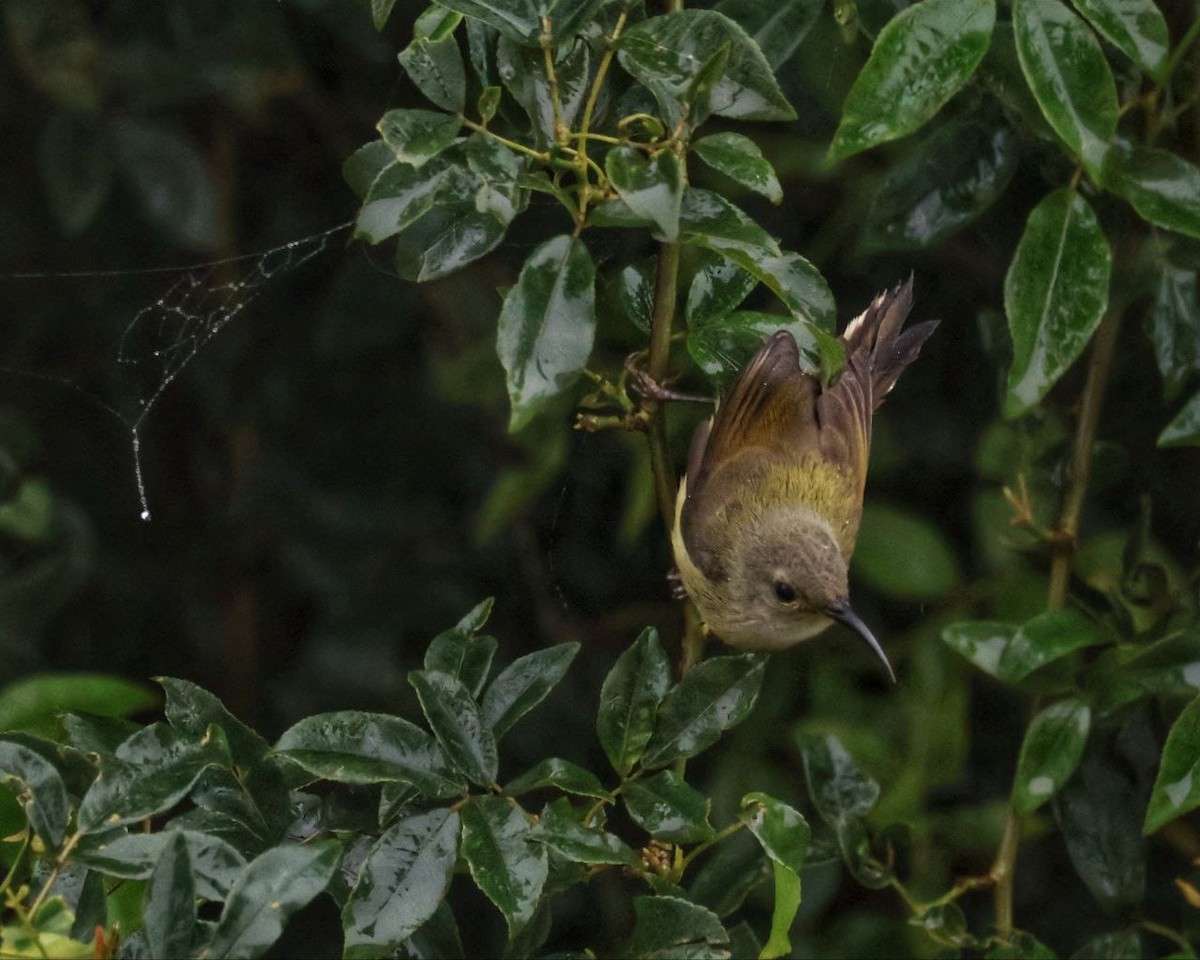 Green-tailed Sunbird - ML592455621