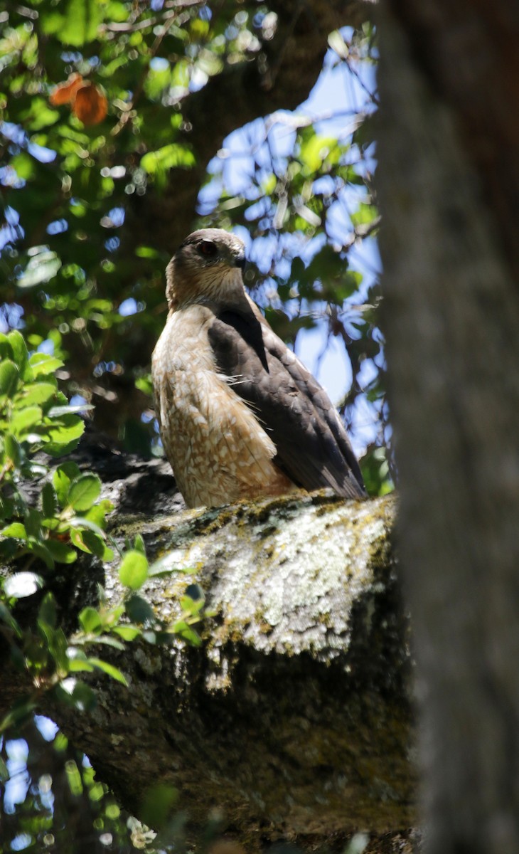 Cooper's Hawk - ML592455671