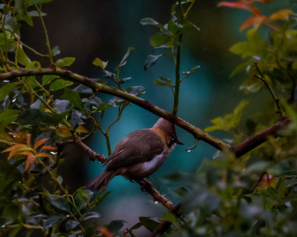 Whiskered Yuhina - ML592455911