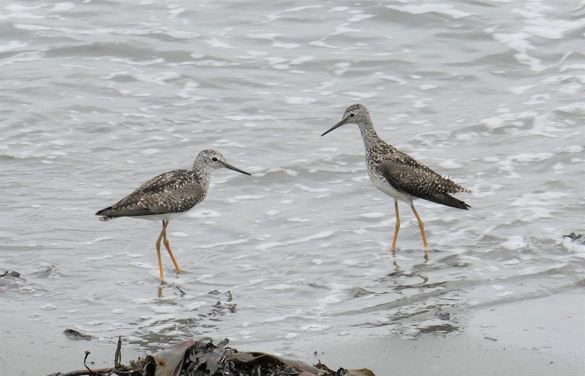 Lesser Yellowlegs - Luce Pelletier