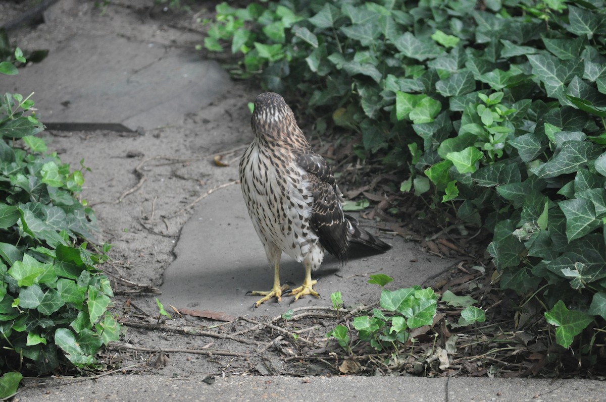 Cooper's Hawk - ML592456681