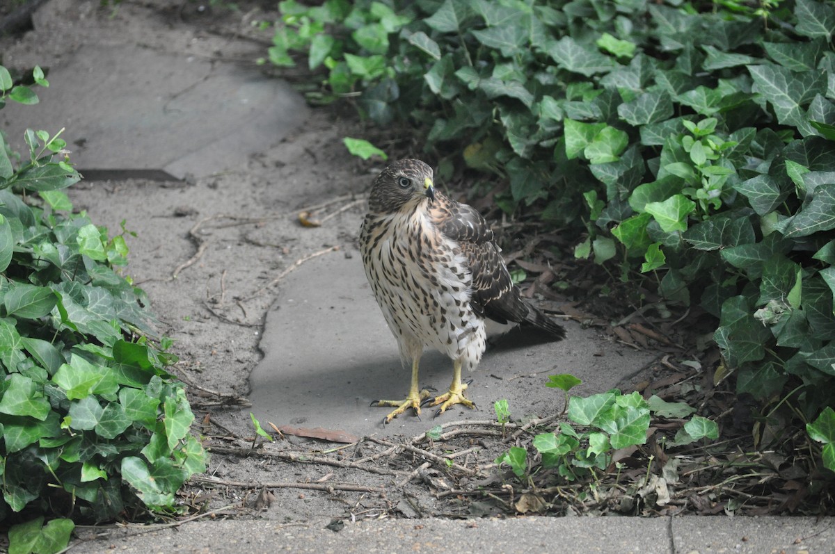 Cooper's Hawk - ML592456691