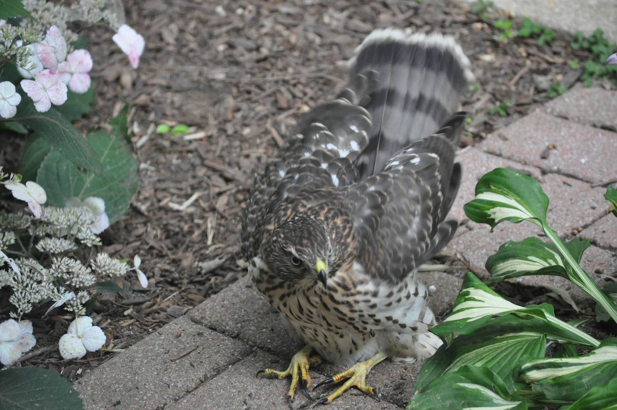 Cooper's Hawk - ML592456701