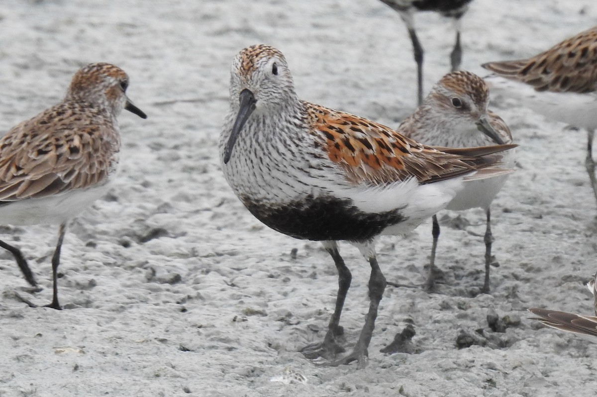 Dunlin - James Markham