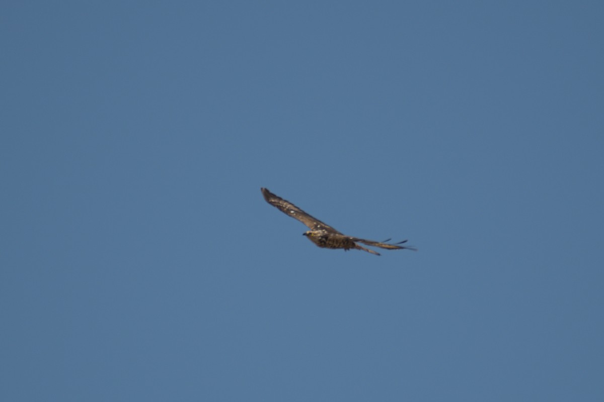 European Honey-buzzard - ML592458101