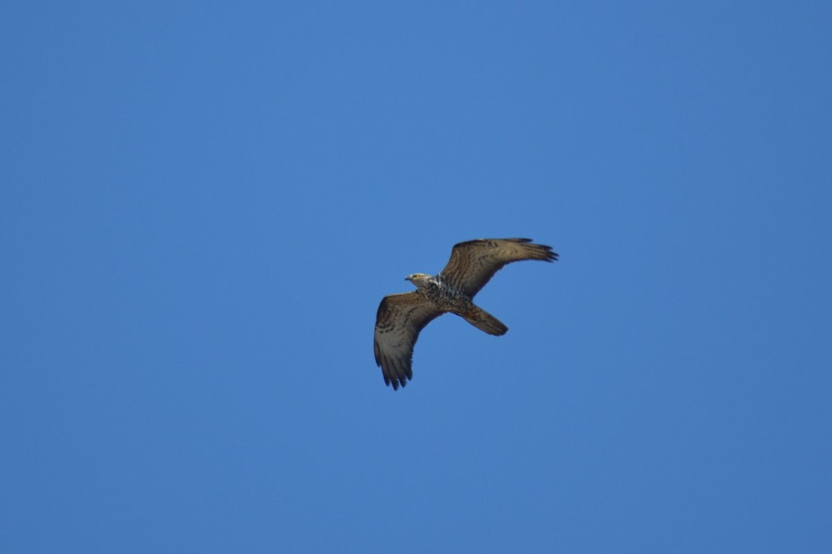 European Honey-buzzard - ML592458111