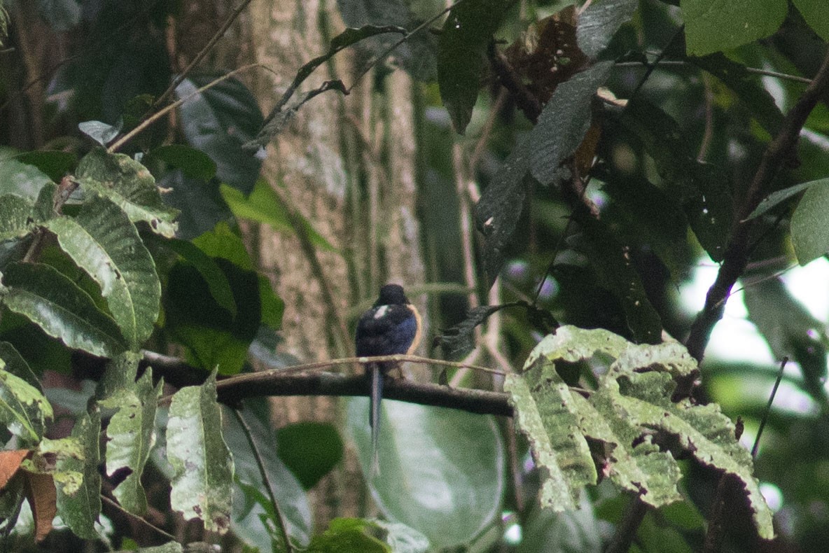 Martin-chasseur à tête noire - ML592458321