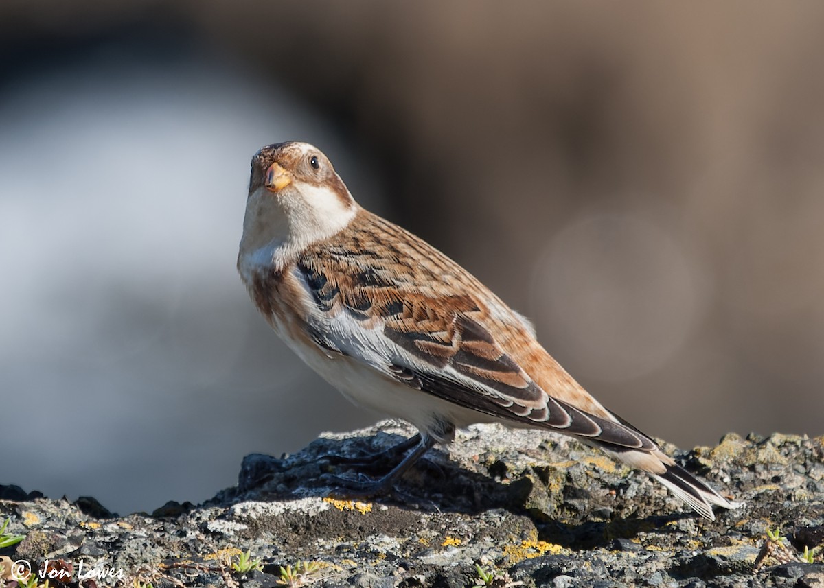 Snow Bunting - ML592458551