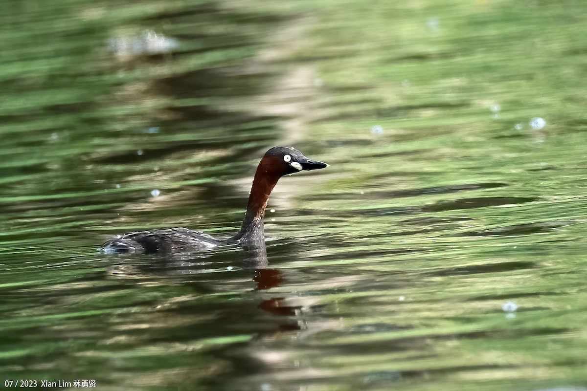 Little Grebe - ML592459921