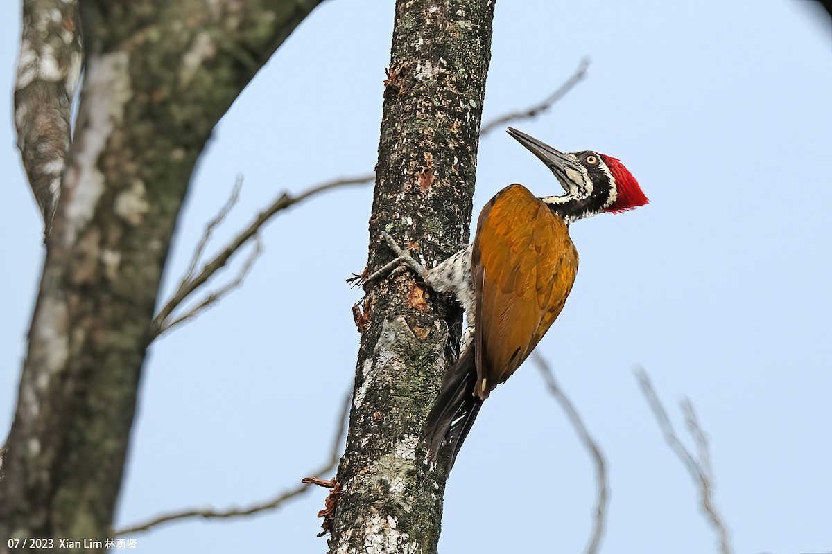 Greater Flameback - Lim Ying Hien