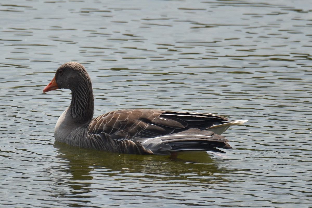 Graylag Goose - ML592460661