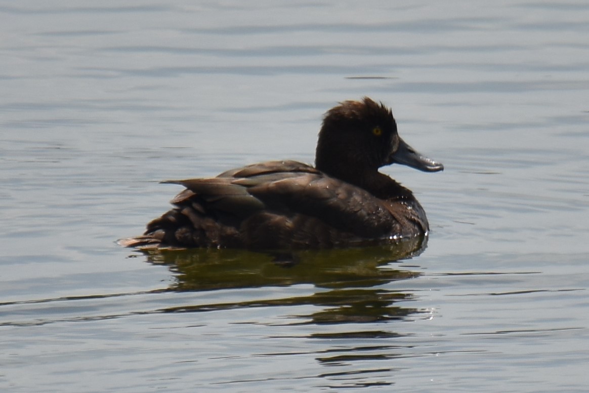 Tufted Duck - ML592460741