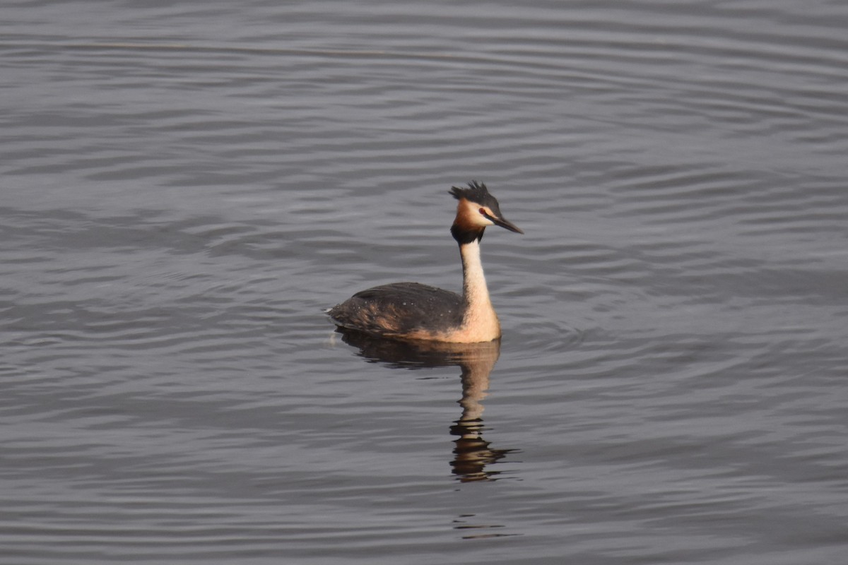 Great Crested Grebe - ML592460861