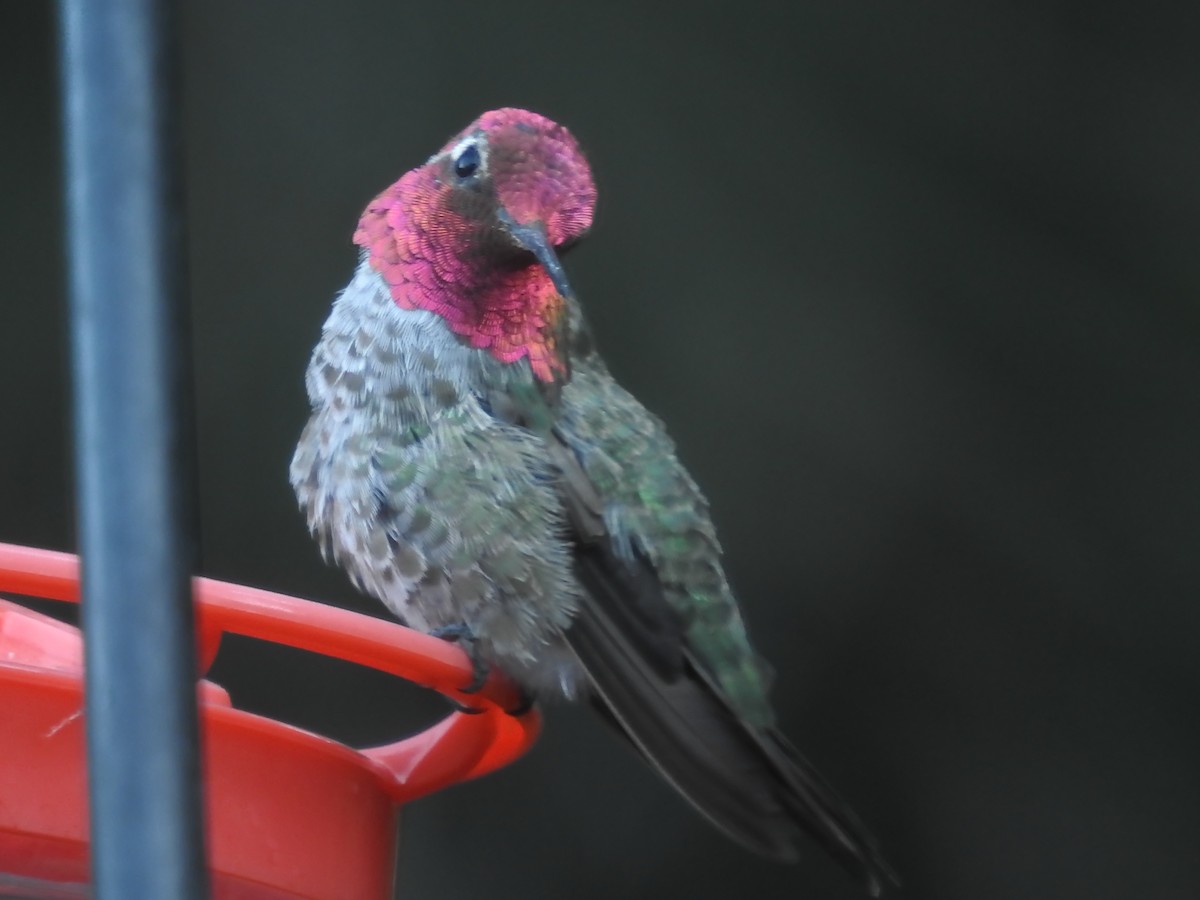 Anna's Hummingbird - Pauline Sterin