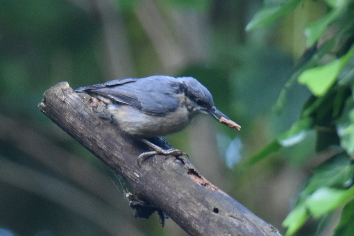 Eurasian Nuthatch - ML592461041