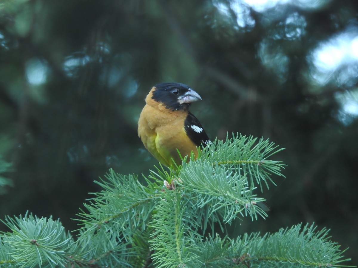 Black-headed Grosbeak - Pauline Sterin