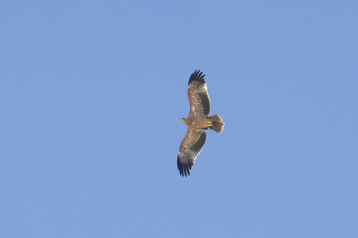 Spanish Eagle - Luis Gracia Garcés