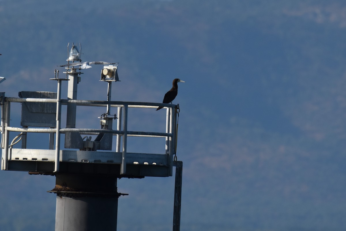 Brown Booby - Jeff Palis