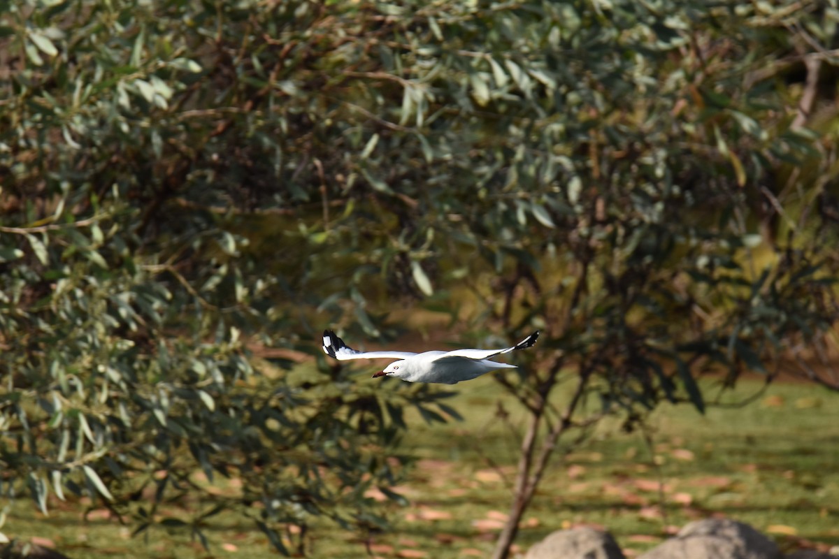 Silver Gull - ML592464011