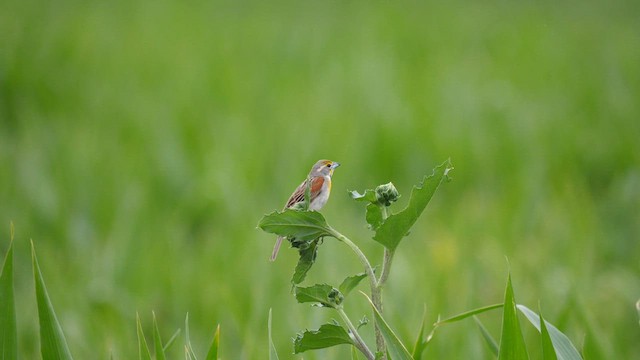 Dickcissel - ML592464301