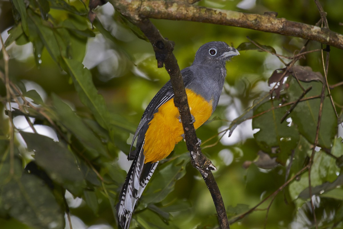 Trogon à queue blanche - ML592465501