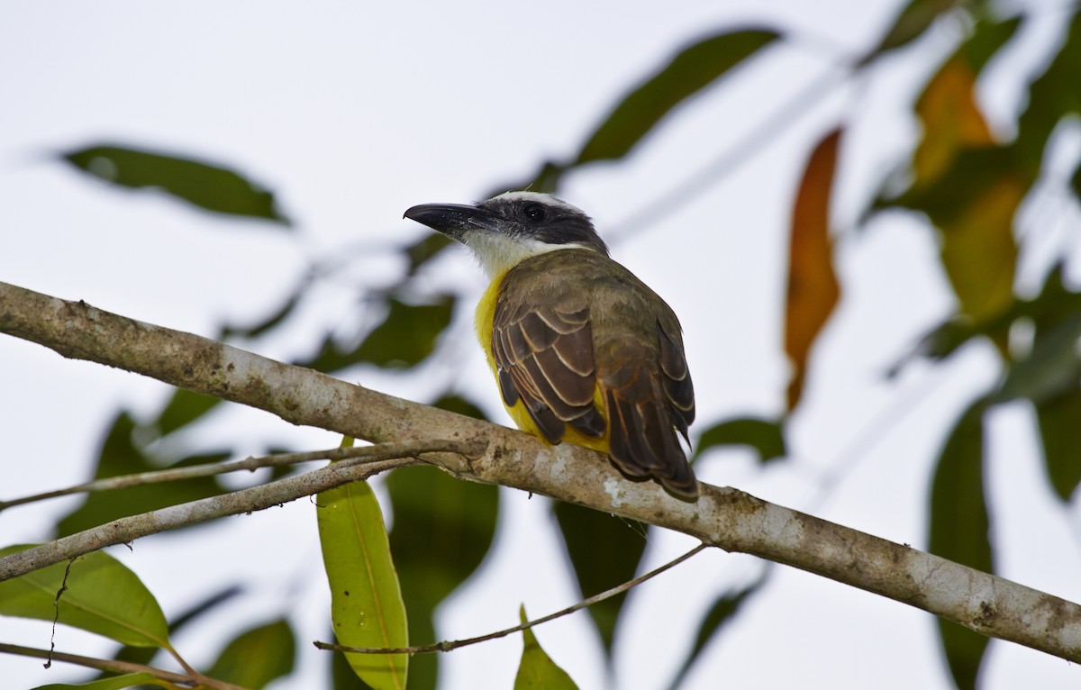 Boat-billed Flycatcher - javier  mesa