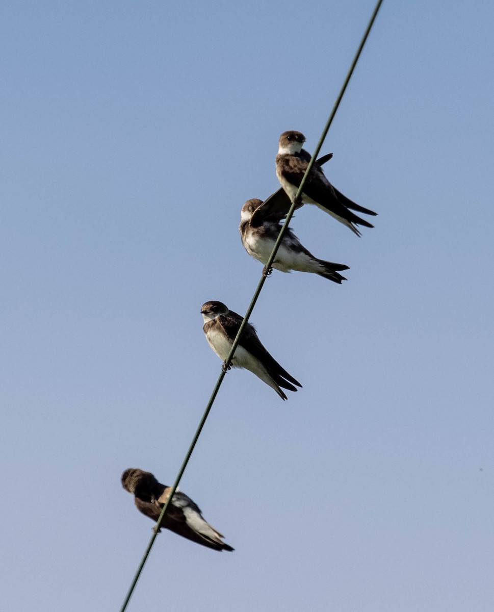 Bank Swallow - ML592465841