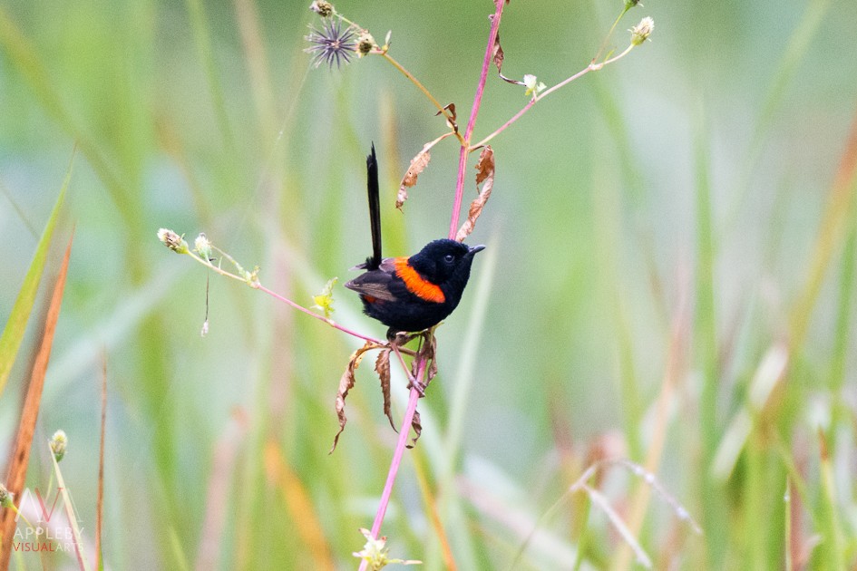 Red-backed Fairywren - Rodney Appleby