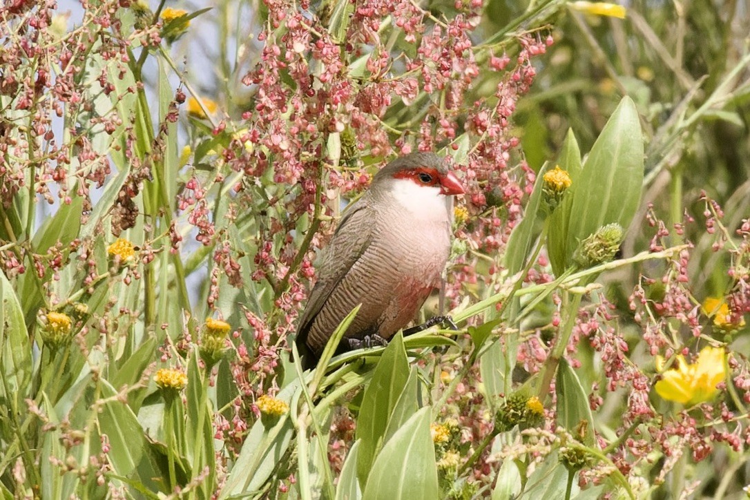 פרושית אדומת-משקפיים - ML592466151