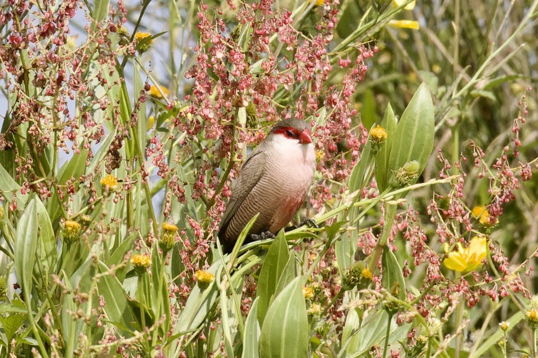 橫斑梅花雀 - ML592466161