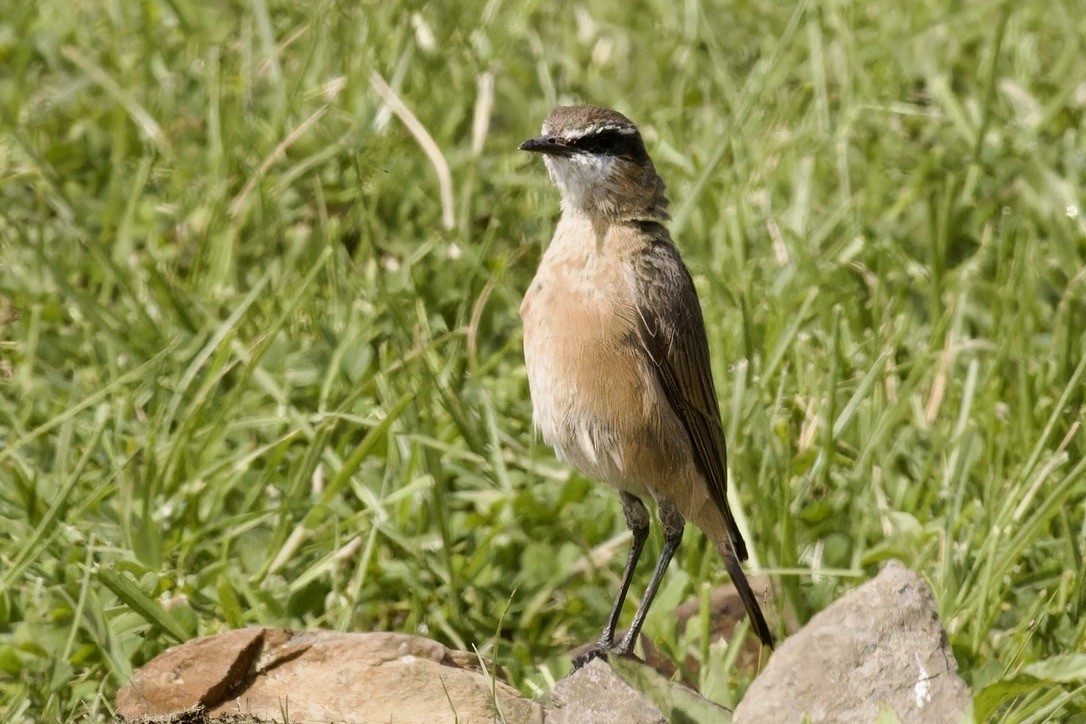 Rusty-breasted Wheatear - ML592466411