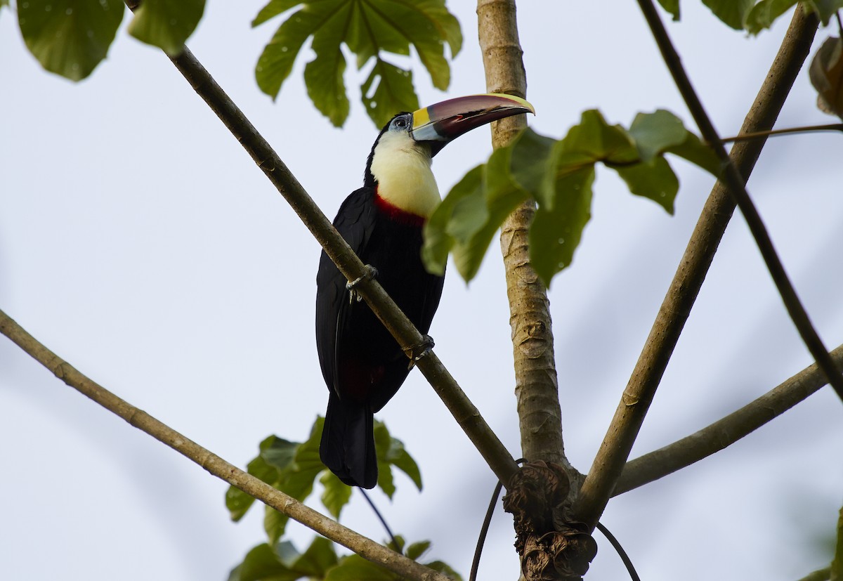 White-throated Toucan - ML592466481