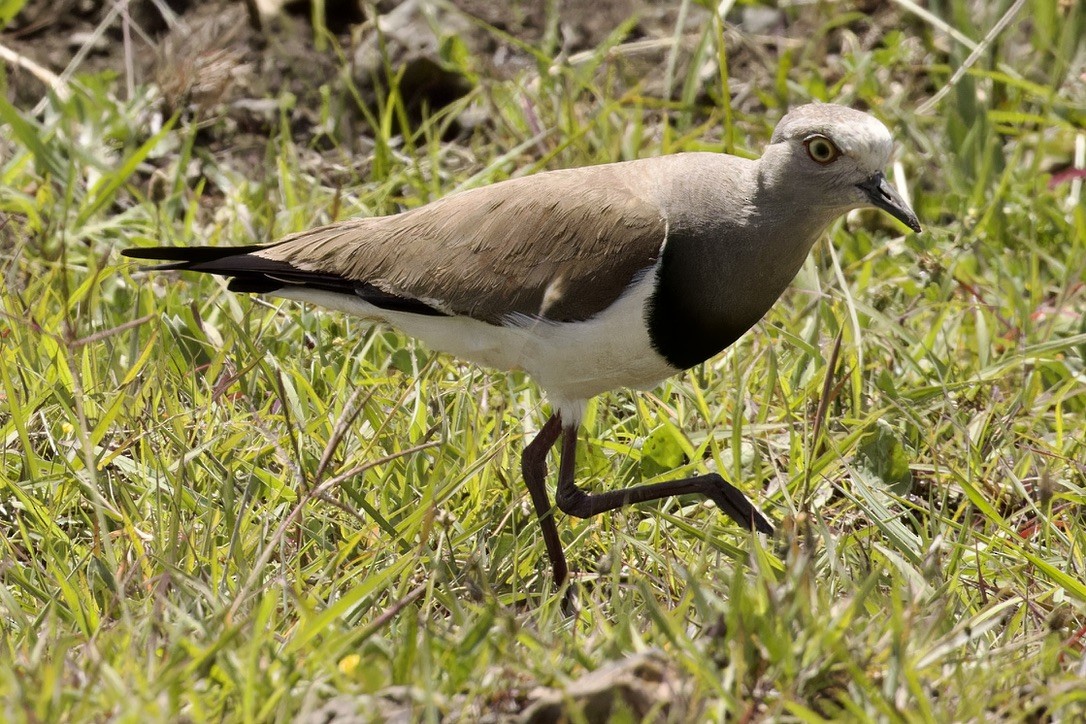 Black-winged Lapwing - Ted Burkett