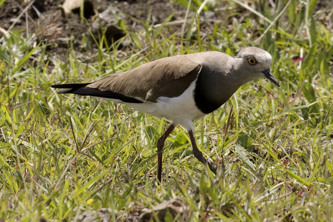 Black-winged Lapwing - ML592467751