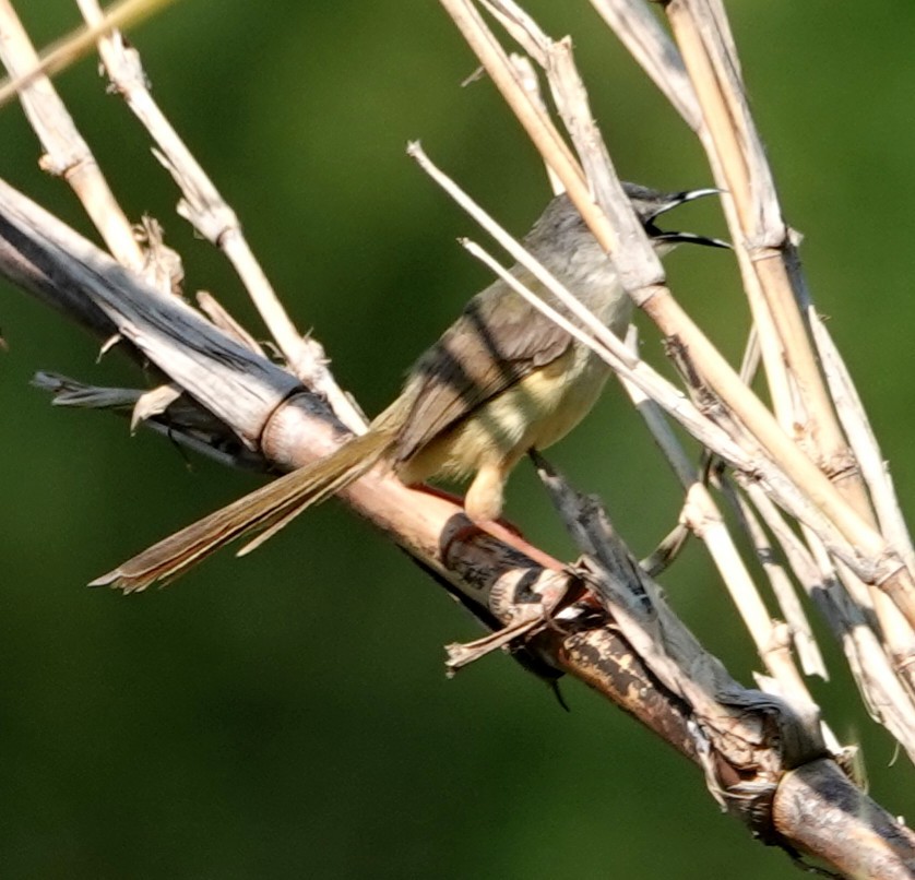 Yellow-bellied Prinia - ML592467961