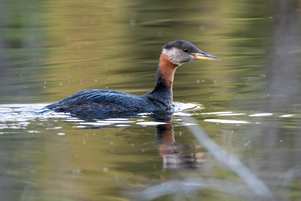 Red-necked Grebe - ML592468401